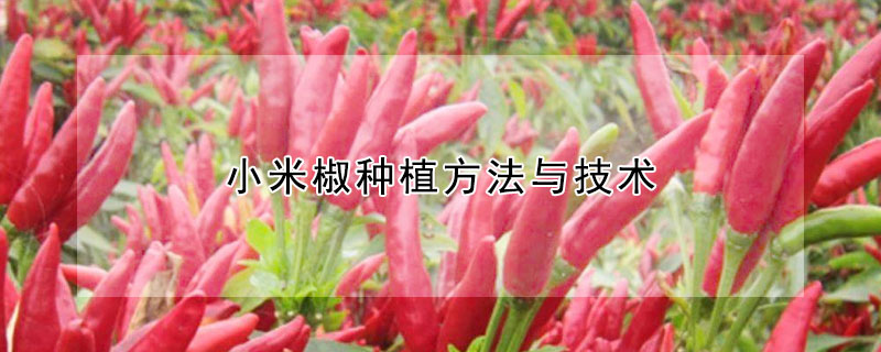 小米椒種植方法與技術(shù)