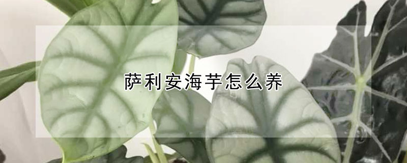 薩利安海芋怎么養