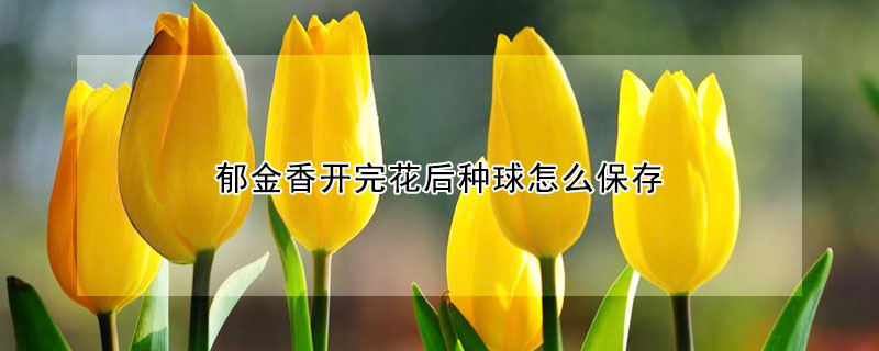 郁金香開完花后種球怎么保存