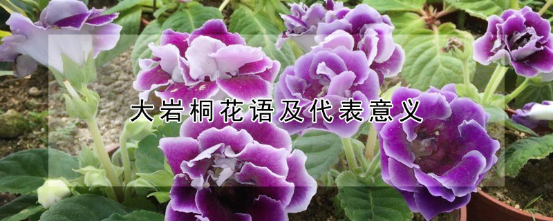 大巖桐花語及代表意義