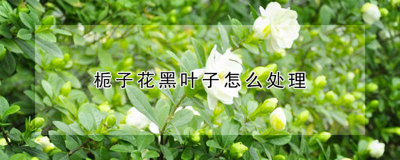 梔子花黑葉子怎么處理