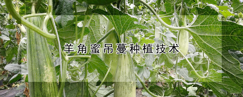 羊角蜜吊蔓種植技術