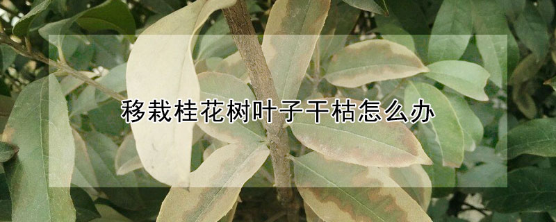 移栽桂花樹(shù)葉子干枯怎么辦