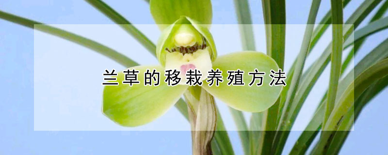 蘭草的移栽養(yǎng)殖方法