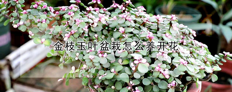 金枝玉葉盆栽怎么養(yǎng)開花