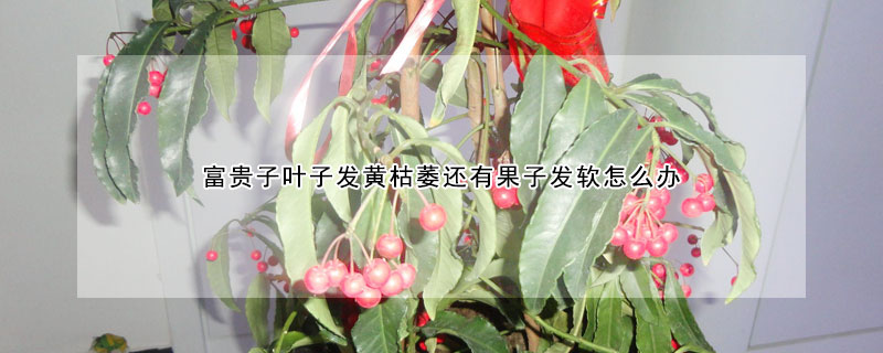 富貴子葉子發(fā)黃枯萎還有果子發(fā)軟怎么辦