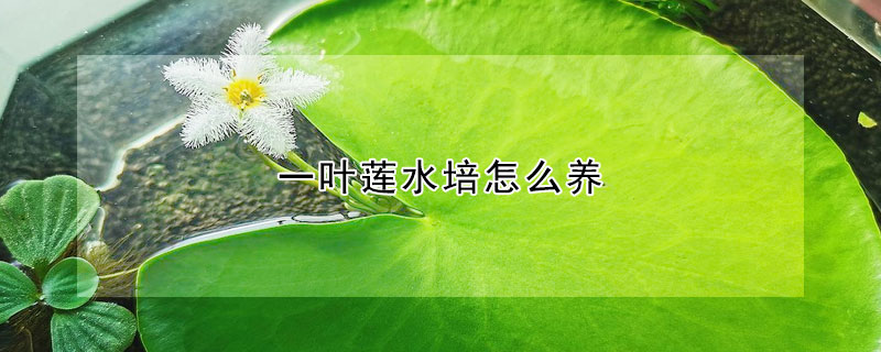 一葉蓮水培怎么養(yǎng)