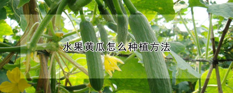 水果黃瓜怎么種植方法