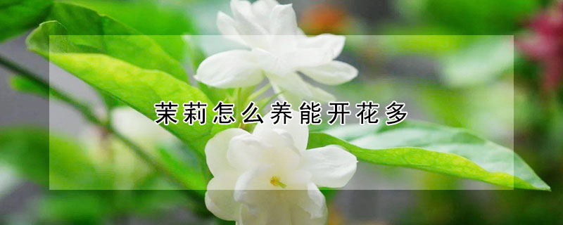 茉莉怎么養能開花多