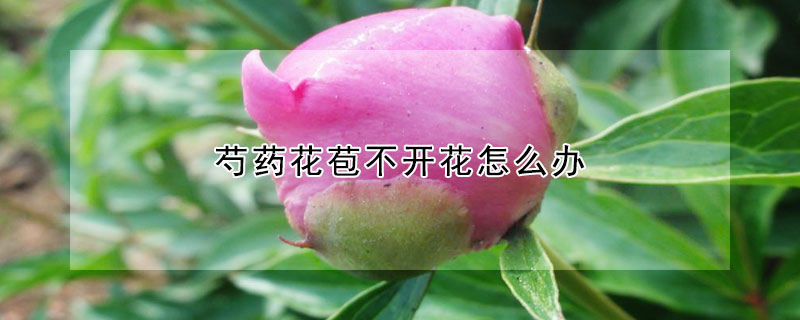 芍藥花苞不開花怎么辦