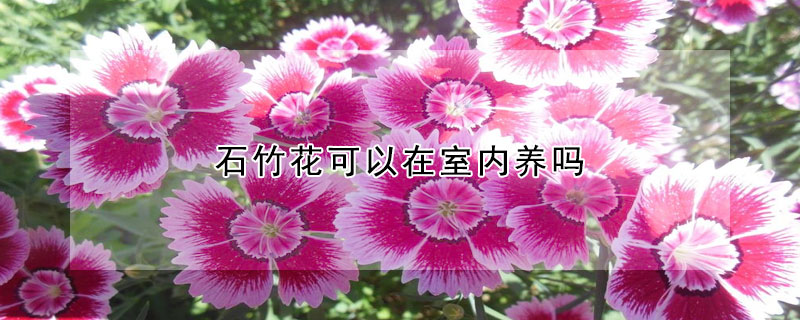 石竹花可以在室內養(yǎng)嗎