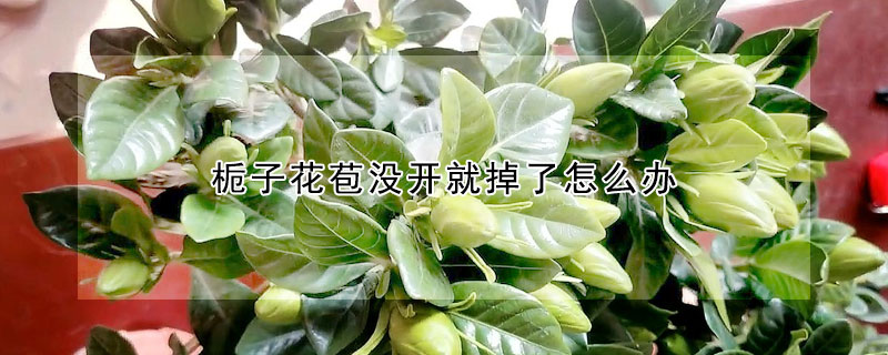 梔子花苞沒開就掉了怎么辦