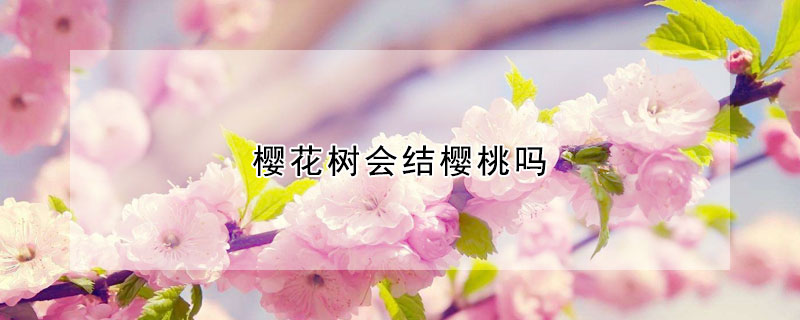 櫻花樹(shù)會(huì)結(jié)櫻桃嗎