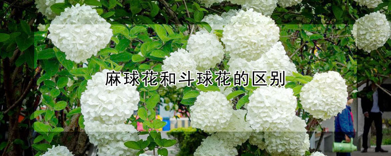 麻球花和斗球花的區(qū)別