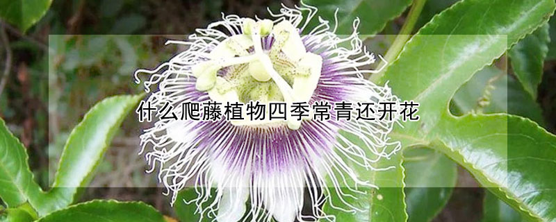 什么爬藤植物四季常青還開花