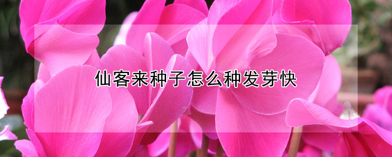 仙客來種子怎么種發芽快