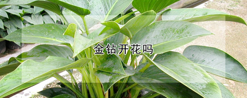 金鉆開(kāi)花嗎