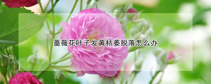 薔薇花葉子發(fā)黃枯萎脫落怎么辦