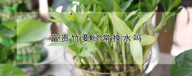 富貴竹要經(jīng)常換水嗎