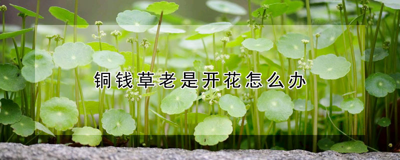 銅錢草老是開花怎么辦