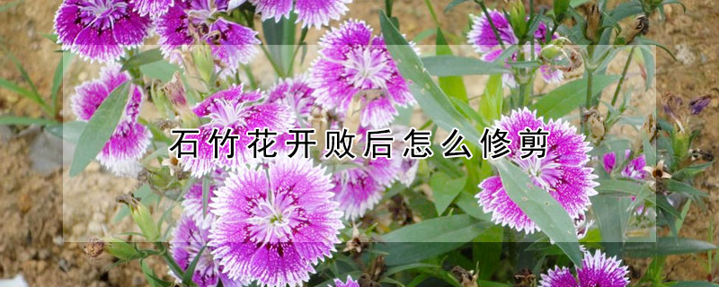 石竹花開敗后怎么修剪