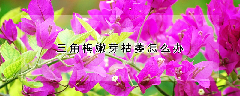 三角梅嫩芽枯萎怎么辦