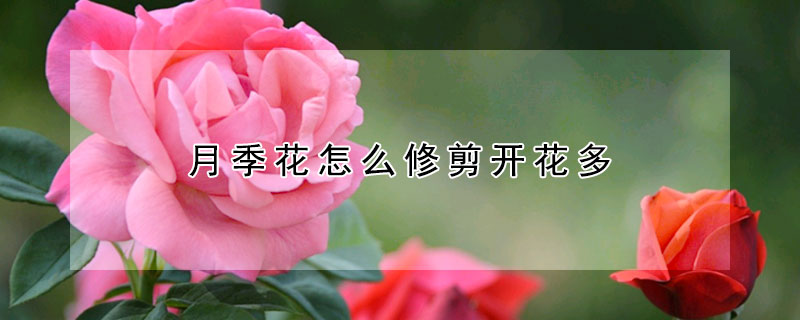 月季花怎么修剪開花多