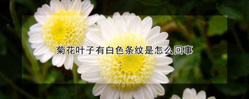 菊花葉子有白色條紋是怎么回事