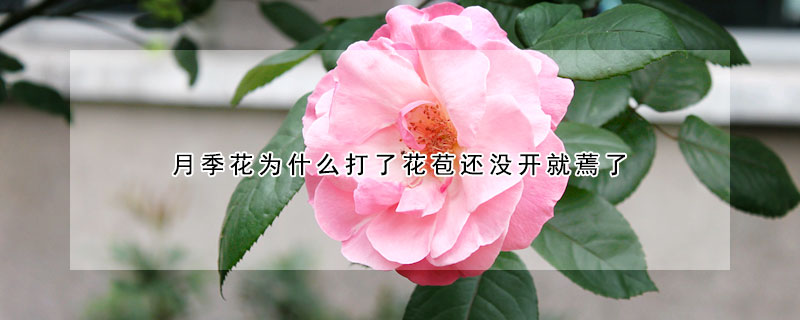 月季花為什么打了花苞還沒開就蔫了