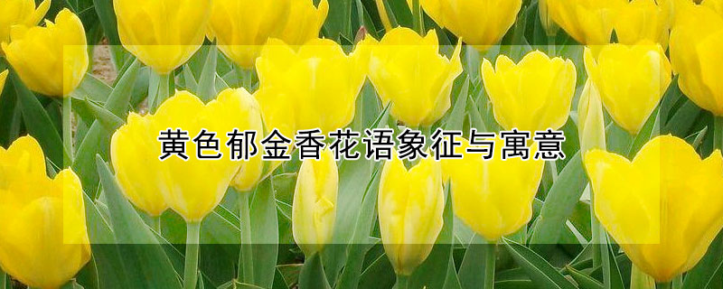 黃色郁金香花語象征與寓意