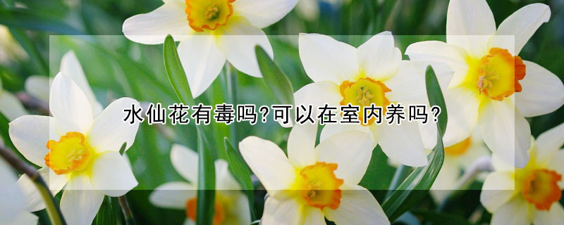 水仙花有毒嗎?可以在室內養嗎?