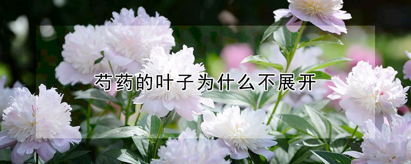 芍藥的葉子為什么不展開