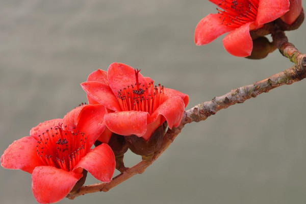 木棉花的花語