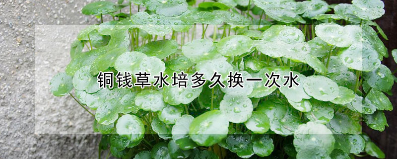 銅錢草水培多久換一次水