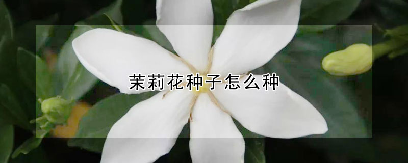 茉莉花種子怎么種