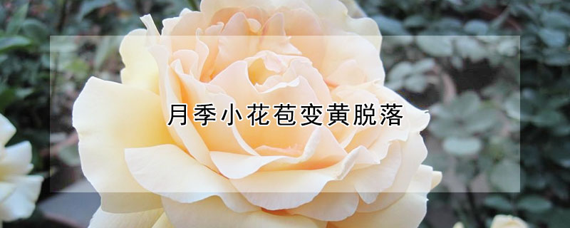 月季小花苞變黃脫落