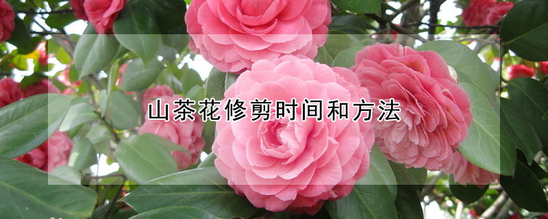 山茶花修剪時間和方法