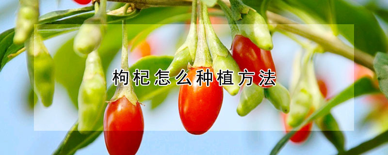 枸杞怎么種植方法