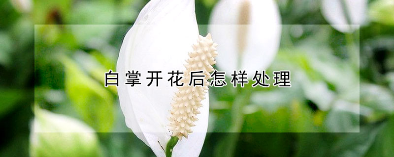 白掌開花后怎樣處理