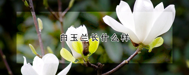 白玉蘭長什么樣