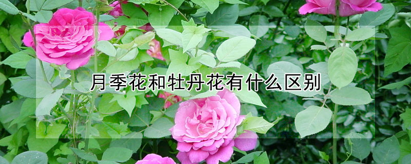 月季花和牡丹花有什么區別