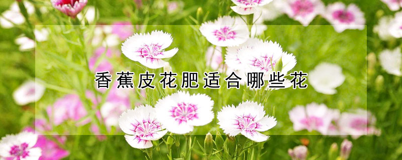 香蕉皮花肥適合哪些花