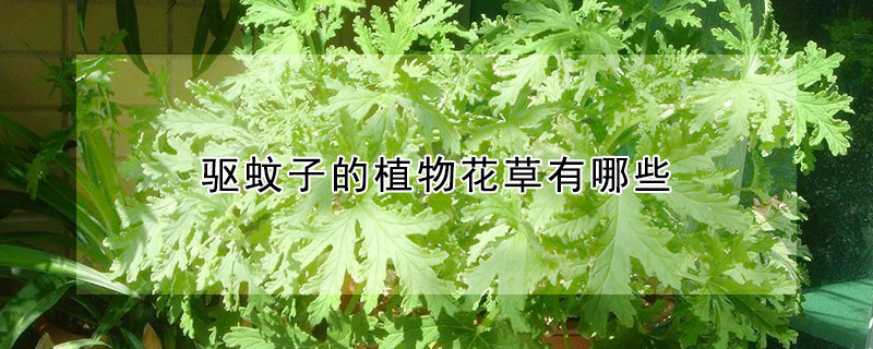 驅蚊子的植物花草有哪些