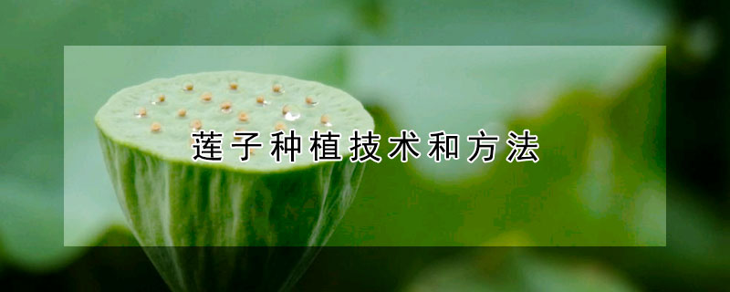 蓮子種植技術和方法