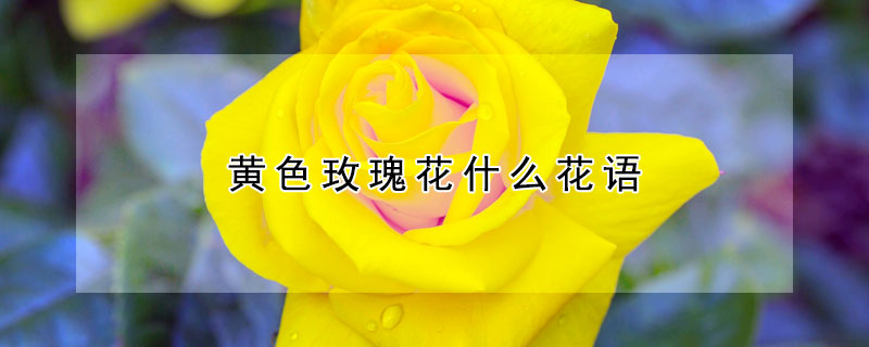 黃色玫瑰花什么花語(yǔ)