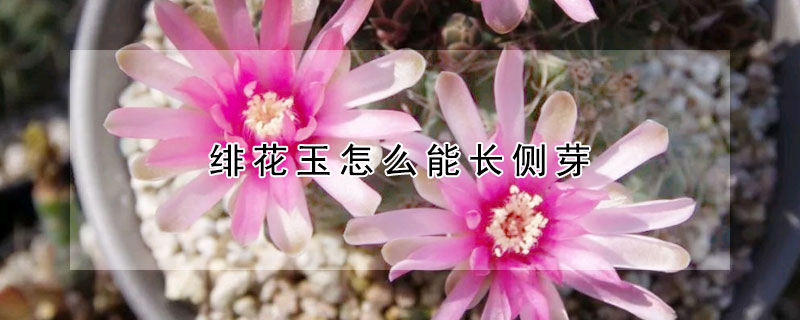 緋花玉怎么能長側(cè)芽