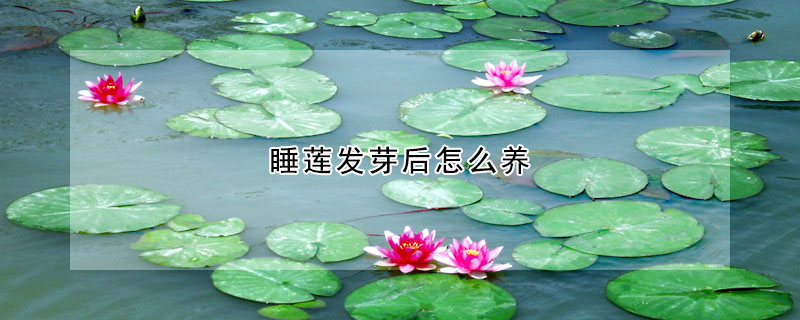 睡蓮發芽后怎么養