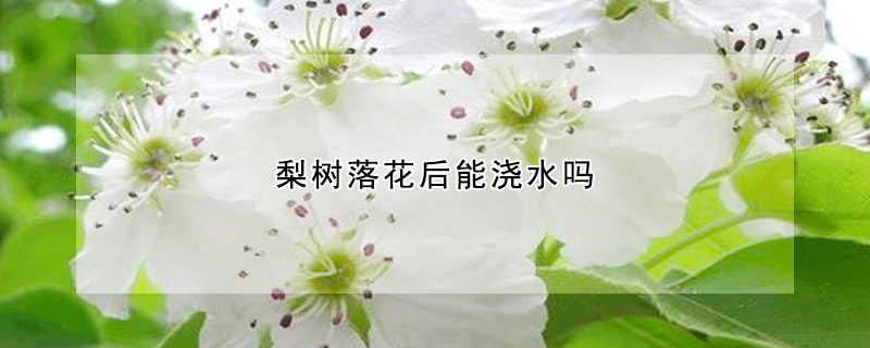 梨樹(shù)落花后能澆水嗎