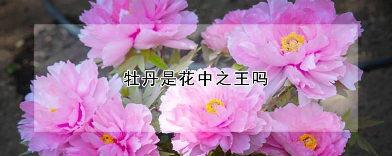 牡丹是花中之王嗎