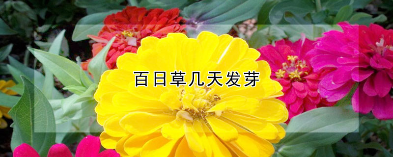 百日草幾天發芽